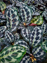 4" Calathea Helen Kennedy - Goeppertia Dressleri - Ed's Plant Shop