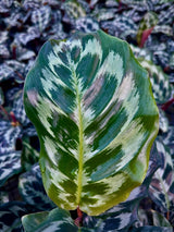 4" Calathea Helen Kennedy - Goeppertia Dressleri - Ed's Plant Shop
