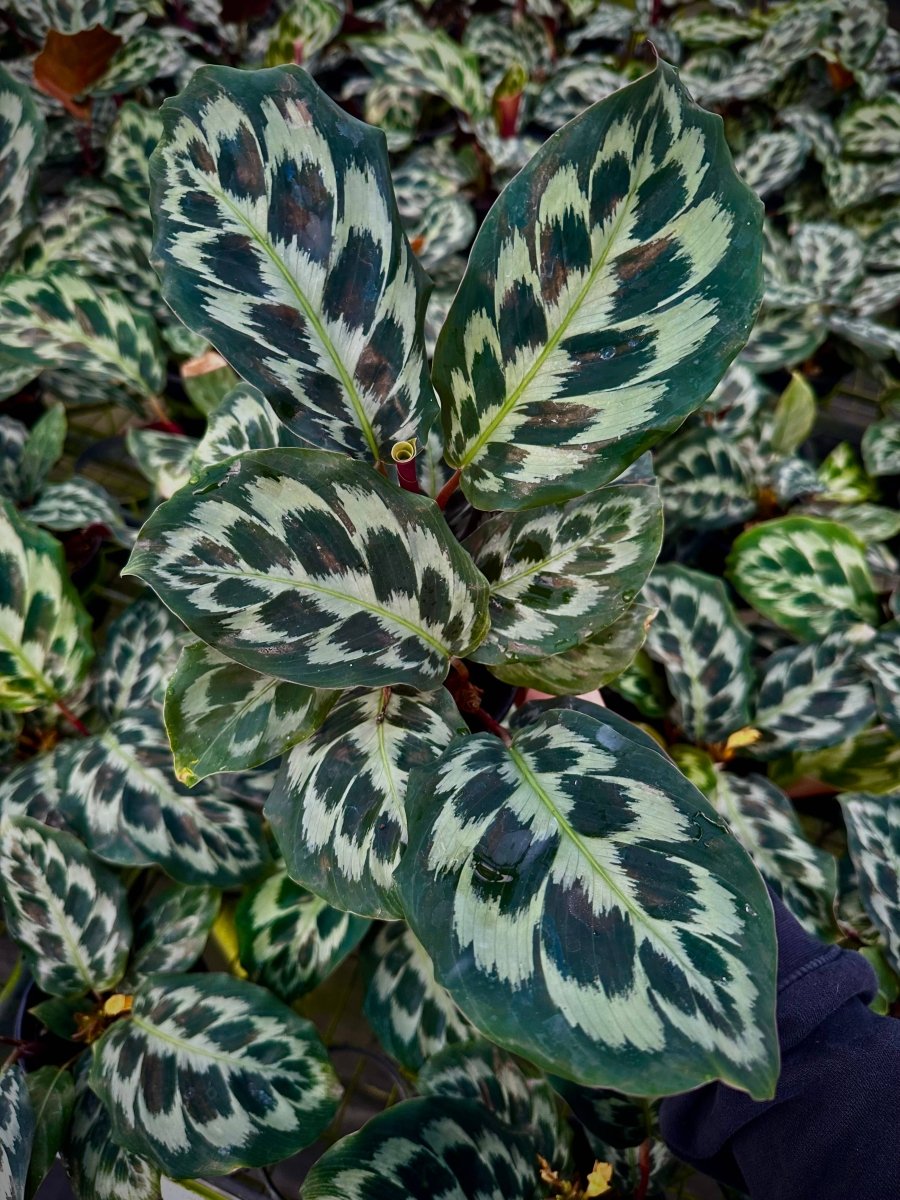 4" Calathea Helen Kennedy - Goeppertia Dressleri - Ed's Plant Shop