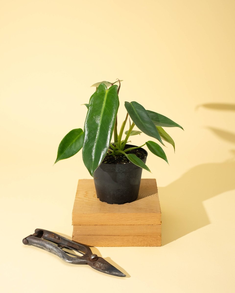 Philodendron “Spiritus sancti” スピリタスサンクチ 4