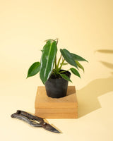 philodendron espirito santo Philodendron Spiritus Sancti – Rare Plant – Ed's Plant Shop