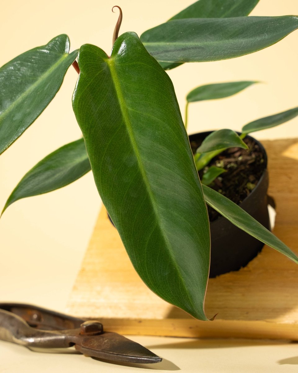 Philodendron Spiritus Sancti – Rare Plant – Ed's Plant Shop