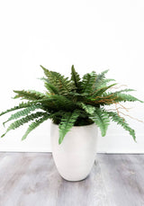 40″ Artificial Boston Fern (Set of 2) - Ed's Plant Shop