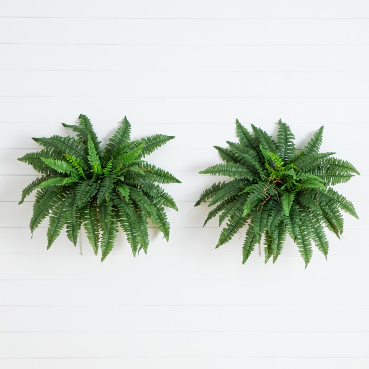 Two green fern plants on a white wooden surface