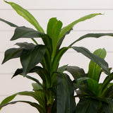 48 - in Dracaena Silk Plant (Real Touch) - Ed's Plant Shop