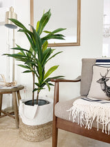 48 - in Dracaena Silk Plant (Real Touch) - Ed's Plant Shop
