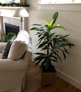 48 - in Dracaena Silk Plant (Real Touch) - Ed's Plant Shop