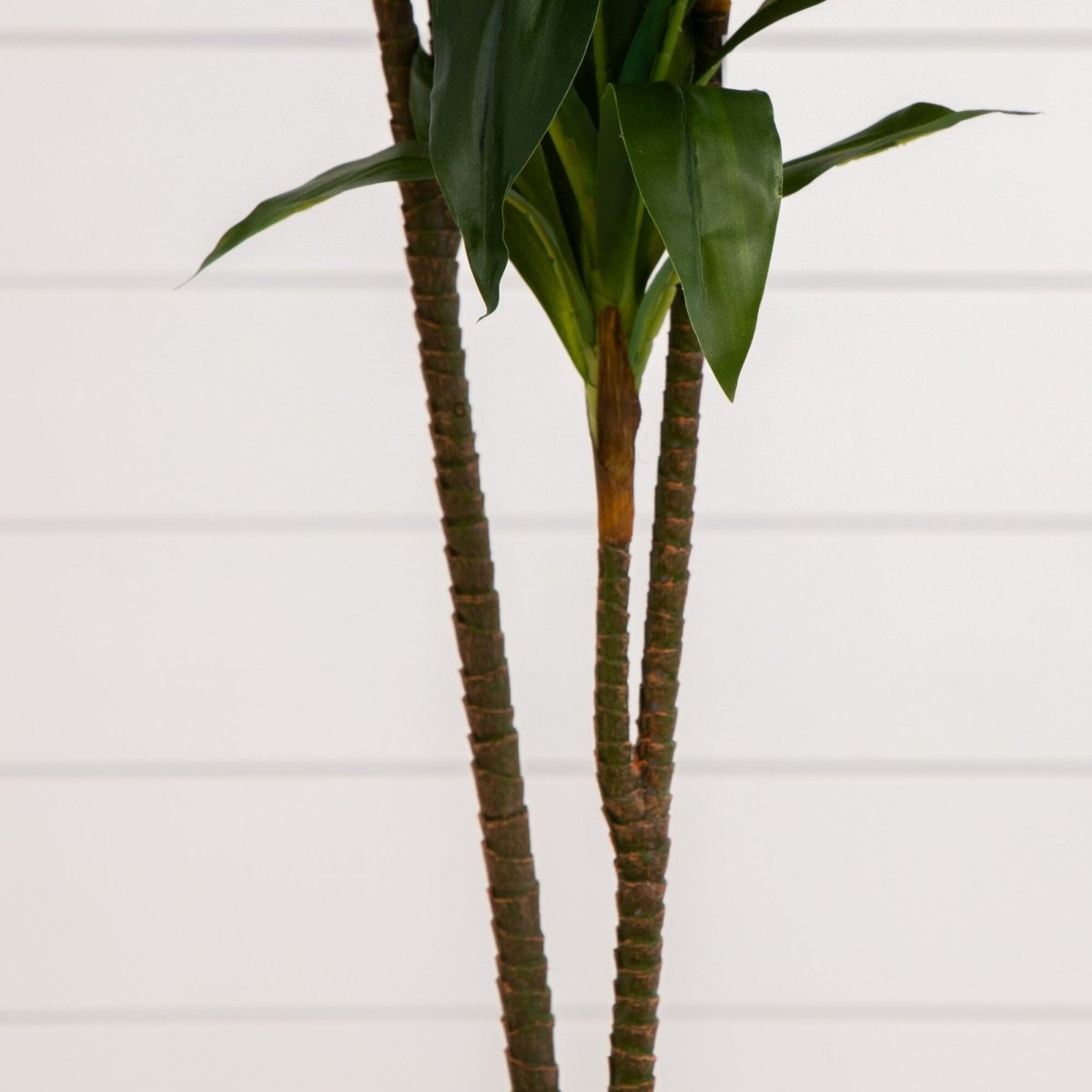48 - in Dracaena Silk Plant (Real Touch) - Ed's Plant Shop