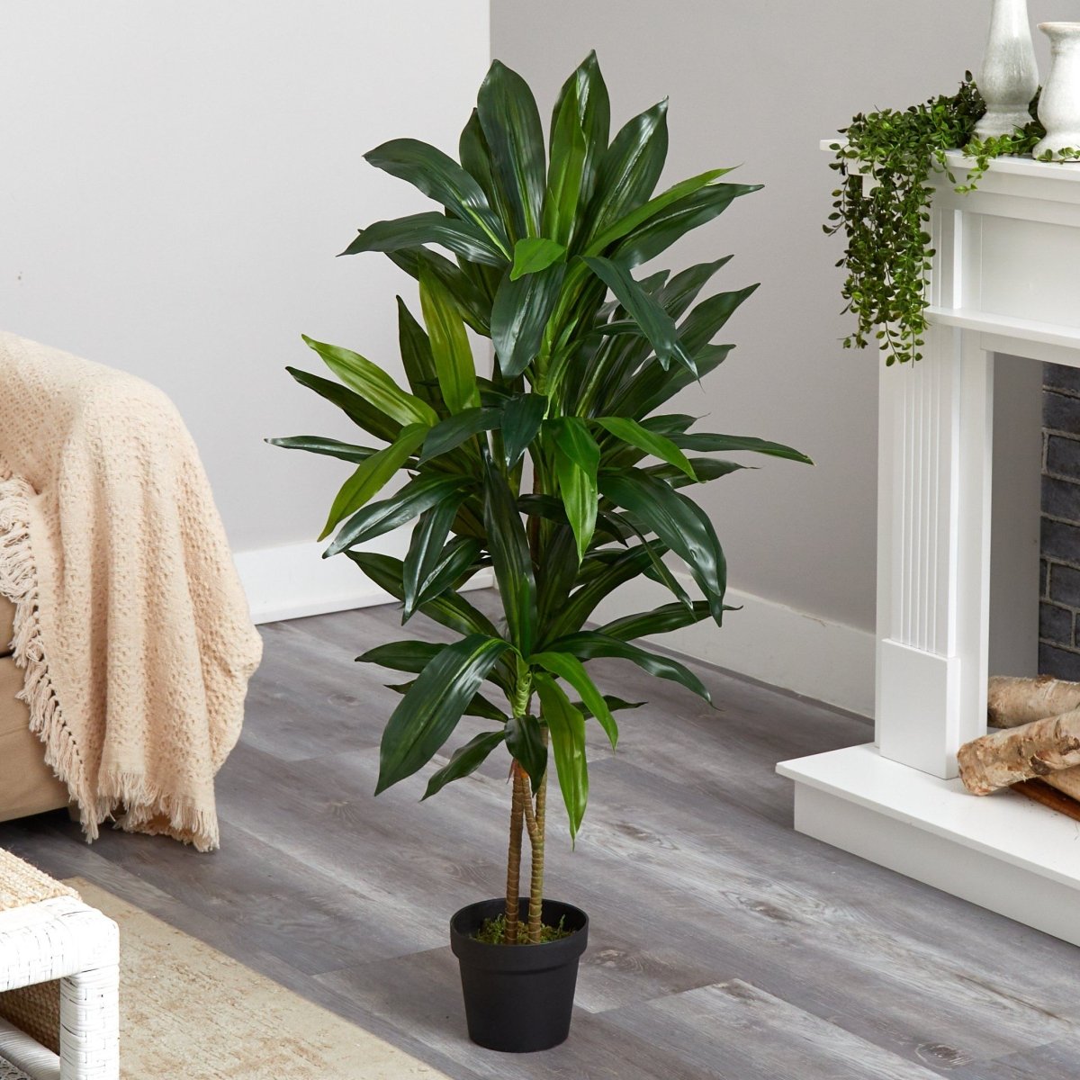 48 - in Dracaena Silk Plant (Real Touch) - Ed's Plant Shop