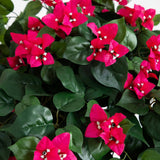 5’ Mini Bougainvillea Topiary | Elegant Faux Floral Décor - Ed's Plant Shop