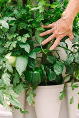 5-Tier GreenStalk Original Vertical Planter closeup of vegetables growing in pocket