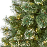 6’ Wisconsin Slim Snow Tip Pine Tree – Compact Elegance for Holiday Cheer - Ed's Plant Shop