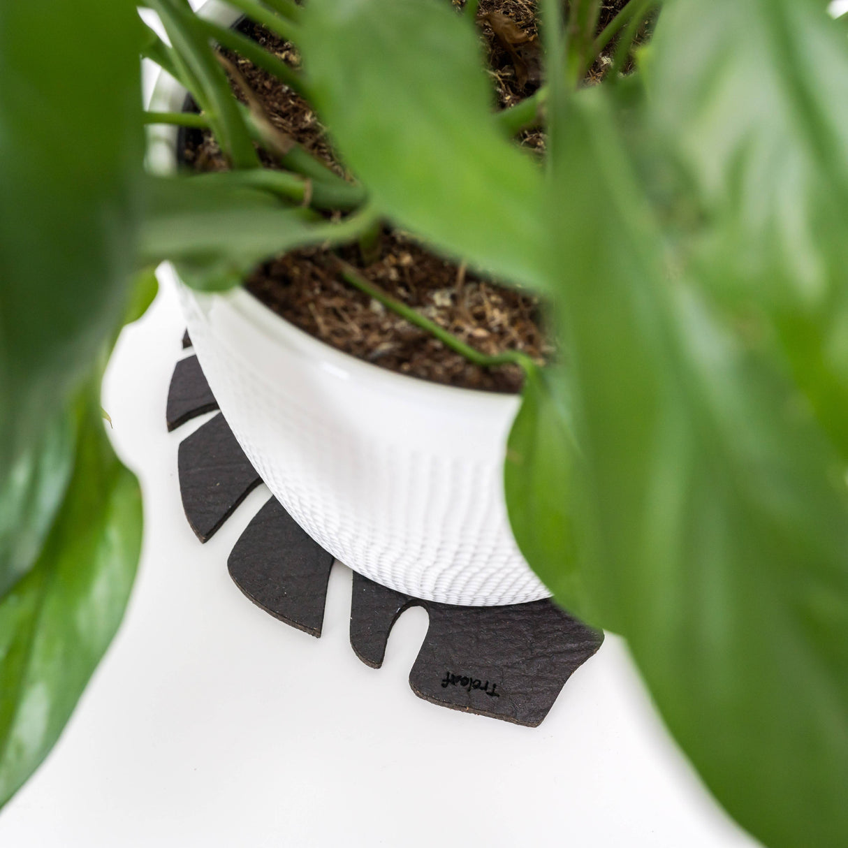 Kostr – The Sustainable Plant Pot Coaster- Monstera Leaf