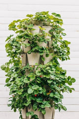 7 Tier GreenStalk Garden Leaf Vertical Planter - Basic Texture - Ed's Plant Shop