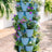 7 Tier GreenStalk Garden Leaf Vertical Planter - Basket Weave Texture - Ed's Plant Shop