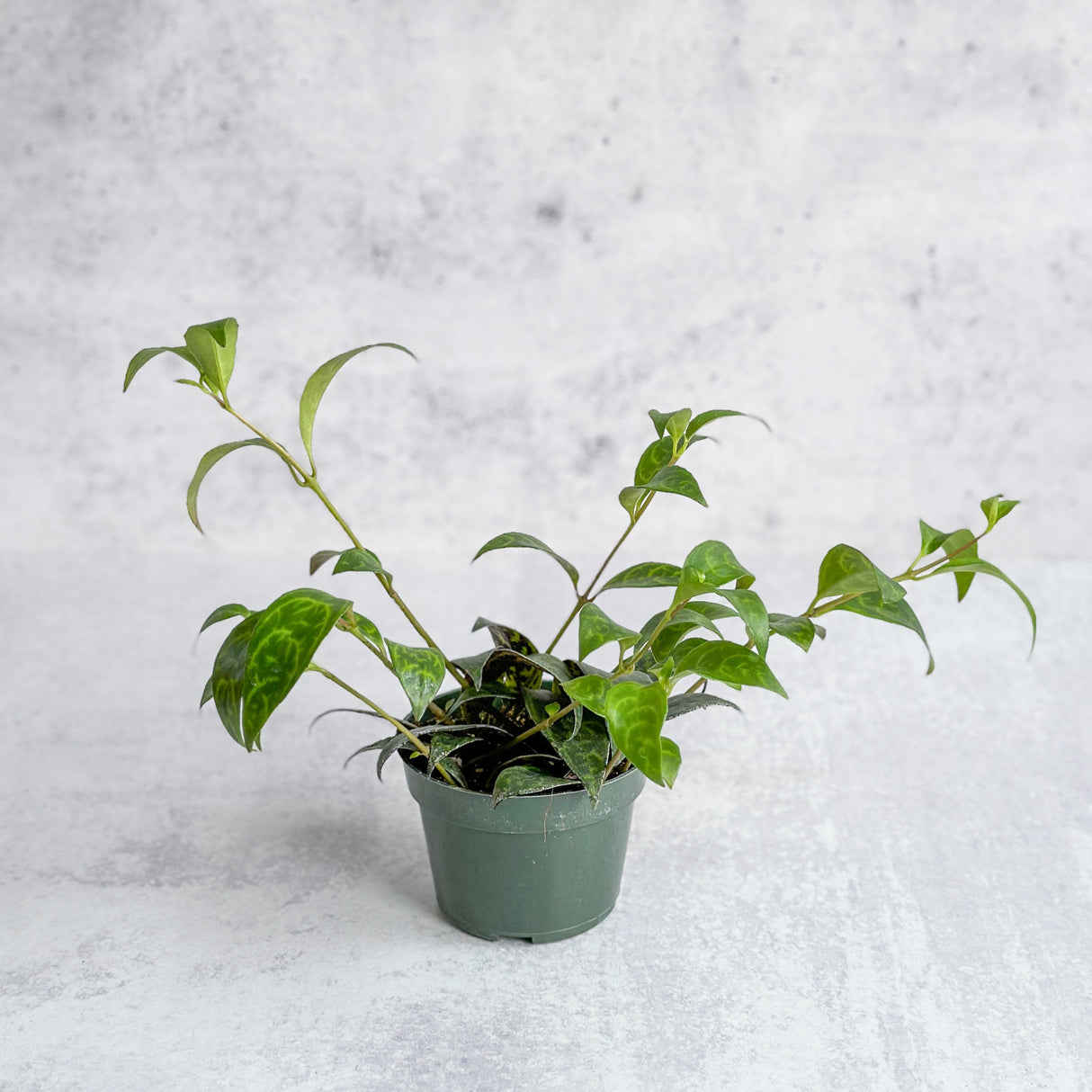 Aeschynanthus Longicaulis - Lipstick Plant ‘Black Pagoda’ - 4 Inch