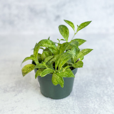 Aeschynanthus Micranthus 'Variegata' - Dwarf Variegated Lipstick Plant- Ed's Plant Shop