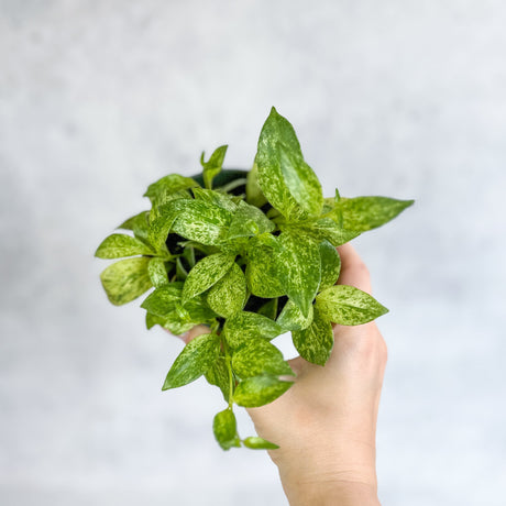 Aeschynanthus Micranthus 'Variegata' - Dwarf Variegated Lipstick Plant- Ed's Plant Shop