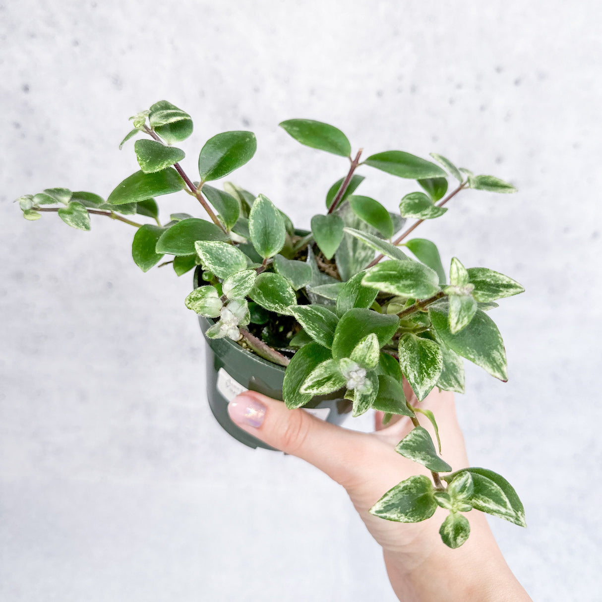 Aeschynanthus radicans 'Variegata' - Variegated Lipstick Plant - 4 Inch