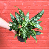 Aglaonema Commutatum 'Maria' 'Emerald Beauty'