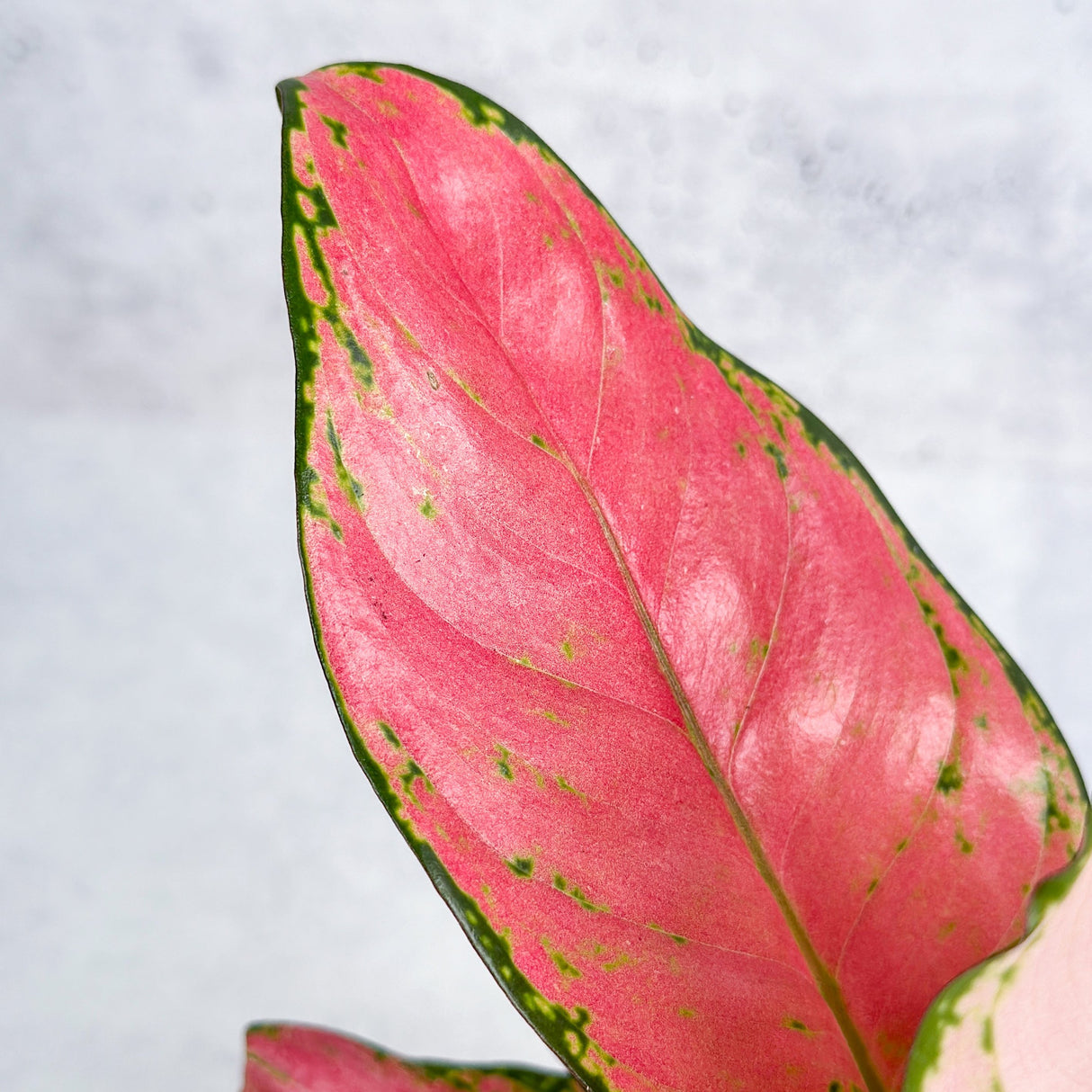 Aglaonema Pink Lady Valentine Chinese Evergreen Hybrid