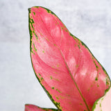 Aglaonema Pink Lady Valentine Chinese Evergreen Hybrid