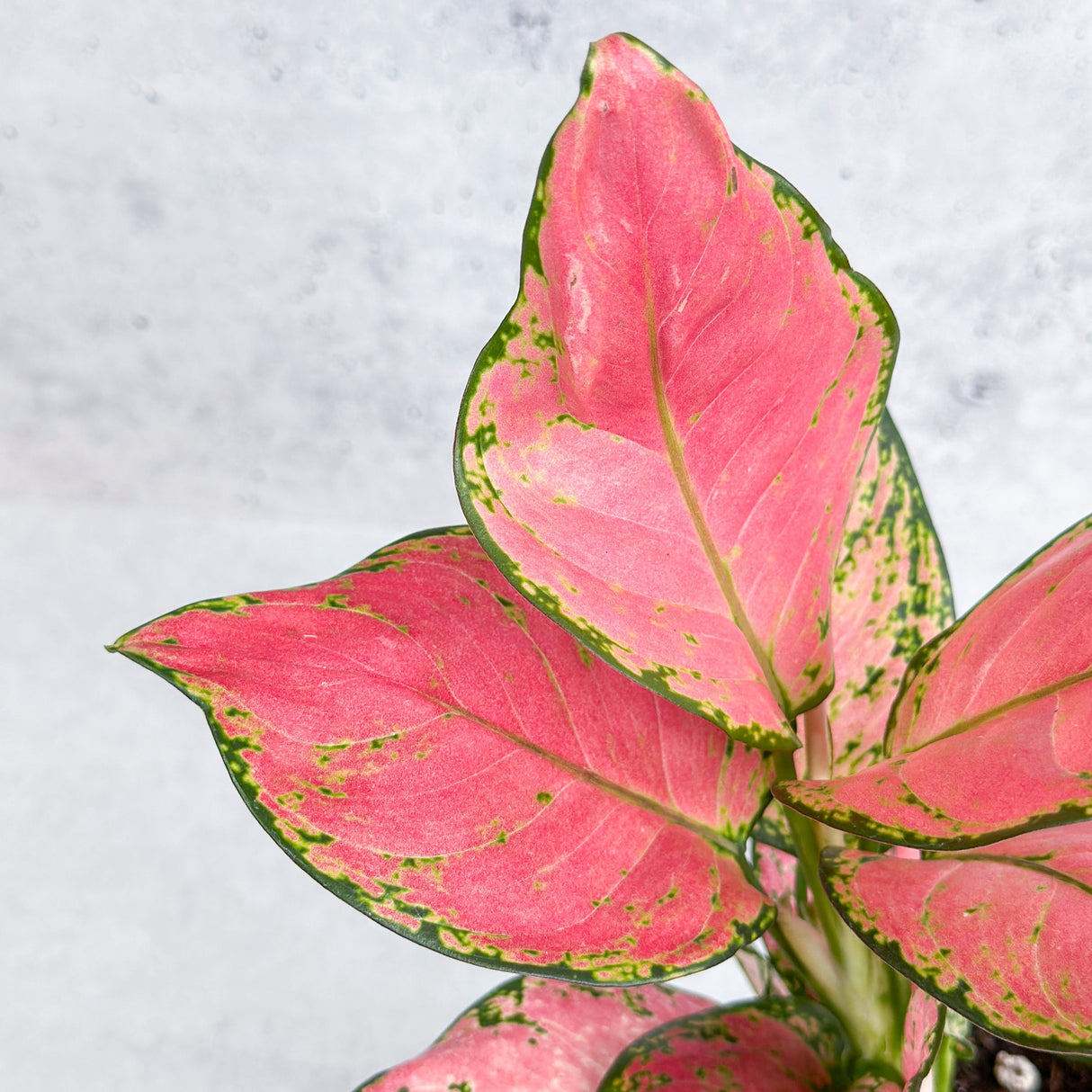 Aglaonema Pink Lady Valentine Chinese Evergreen Hybrid