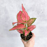 Aglaonema Pink Lady Valentine Chinese Evergreen Hybrid