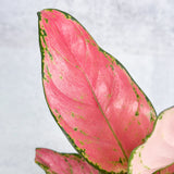 Aglaonema Pink Lady Valentine Chinese Evergreen Hybrid