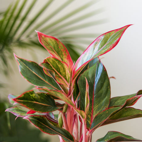 Aglaonema 'Siam Aurora Red' Chinese Evergreen -  Various Sizes