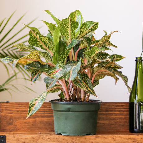 Aglaonema 'Sparkling Sarah' Chinese Evergreen - Various Sizes