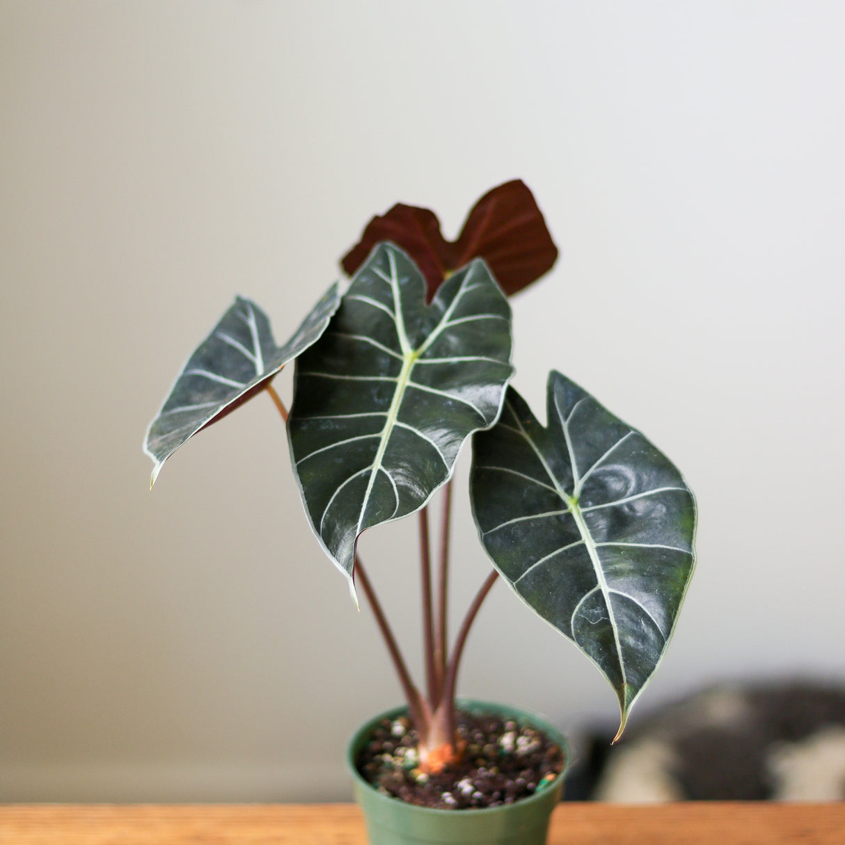 Alocasia ‘Dragon’s Tooth’