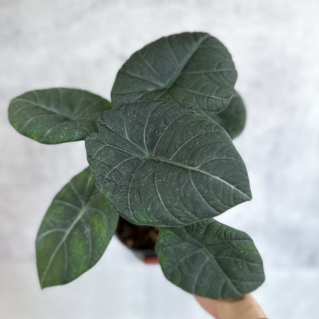 Alocasia Imperialis 'Nebula' - Nebula Alocasia - 4.5 Inch