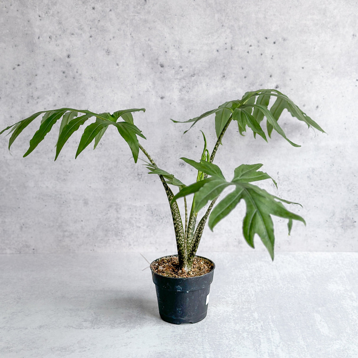 Alocasia brancifolia - Narrow Leaf Elephant Ear - 4.5 Inch