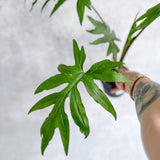 Alocasia brancifolia - Narrow Leaf Elephant Ear - 4.5 Inch