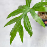 Alocasia brancifolia - Narrow Leaf Elephant Ear - 4.5 Inch