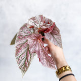 Begonia 'Miss Mummy'