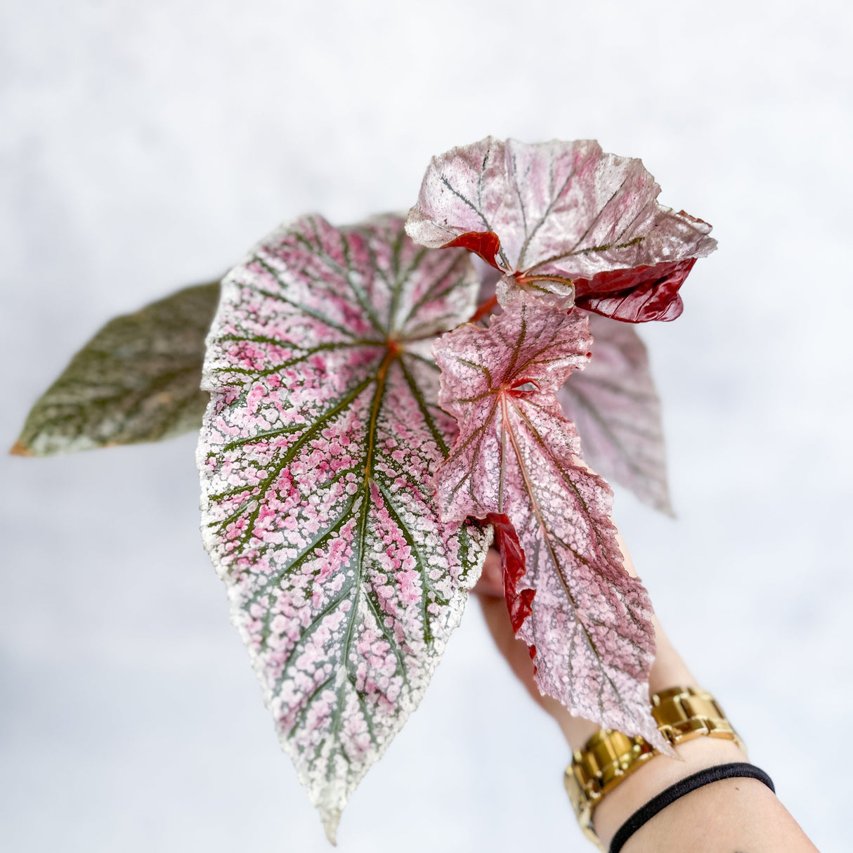 Begonia 'Miss Mummy'