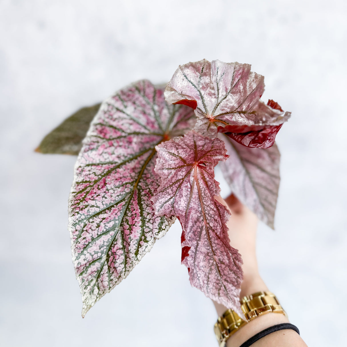 Begonia 'Miss Mummy'