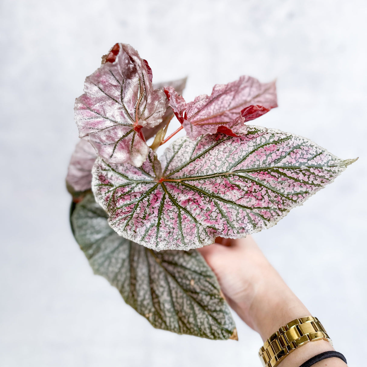 Begonia 'Miss Mummy'