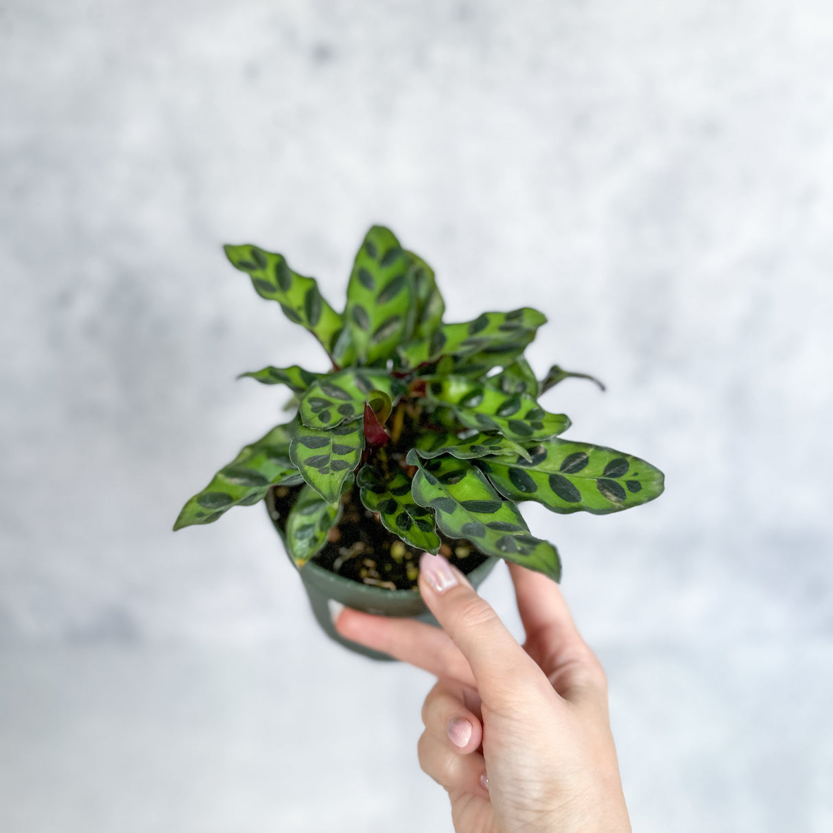 Calathea Lancifolia 'Rattlesnake' - 4 Inch