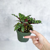 Calathea Lancifolia 'Rattlesnake' - 4 Inch