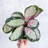 Calathea 'Rosy' - Rosy Calathea - 6 Inch