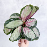 Calathea 'Rosy' - Rosy Calathea - 6 Inch