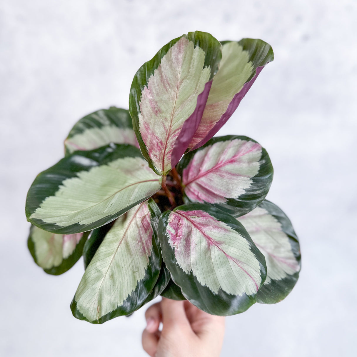 Calathea 'Rosy' - Rosy Calathea - 6 Inch