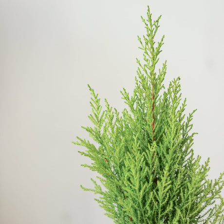 Cupressus Macrocarpa 'Dwarf Lemon Cypress'