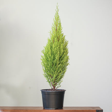 Cupressus Macrocarpa 'Dwarf Lemon Cypress'