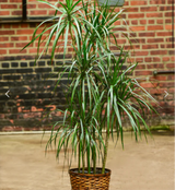 Dracena marginata - Tarzan Tree