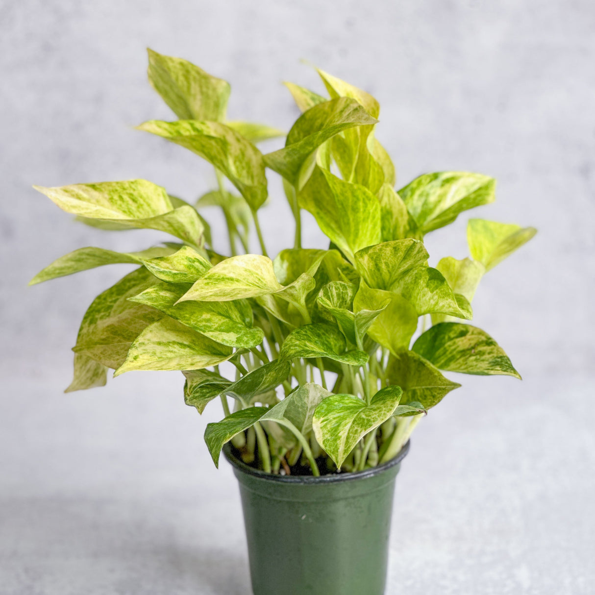 Epipremnum Aureum 'Neon Queen' Pothos - Ed's Plant Shop