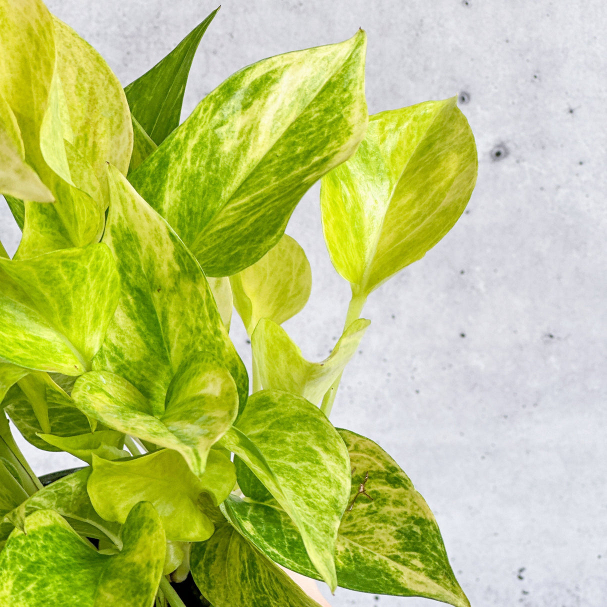 Neon Queen Pothos - Ed's Plant Shop